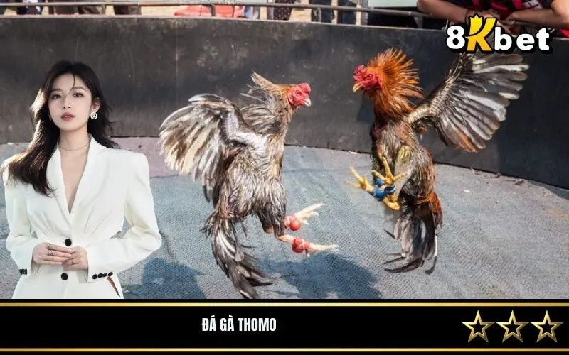 Đá Gà Thomo